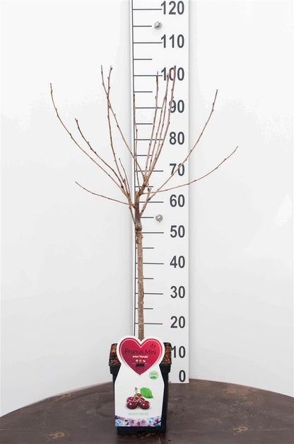 TW-2760113