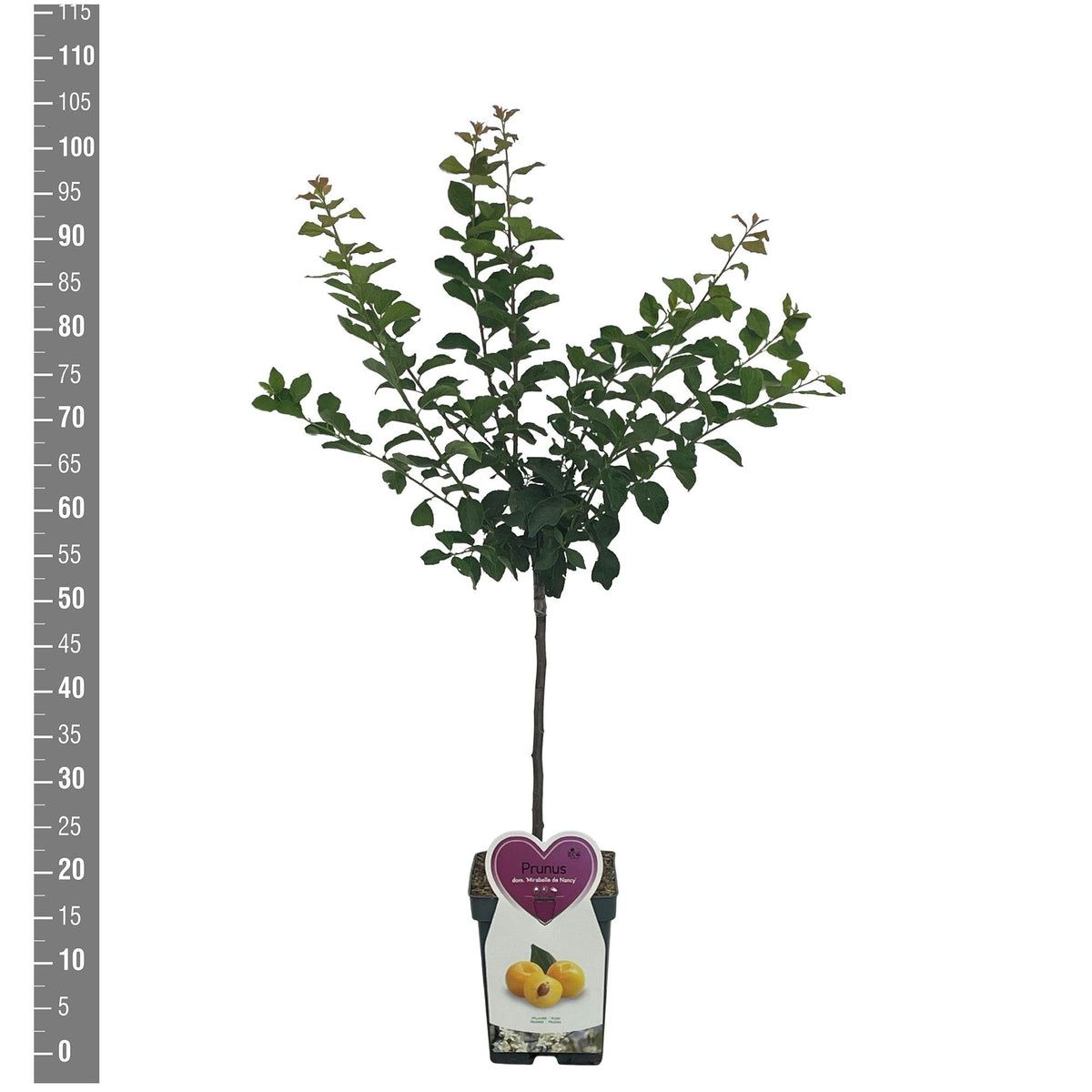 Prunus d. &