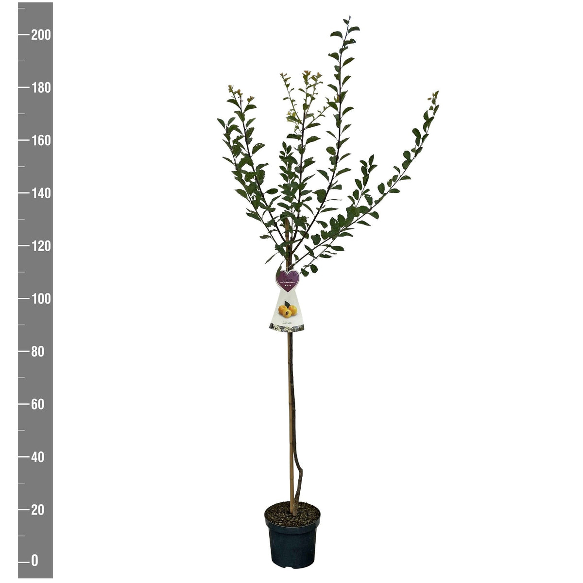 Prunus d. &