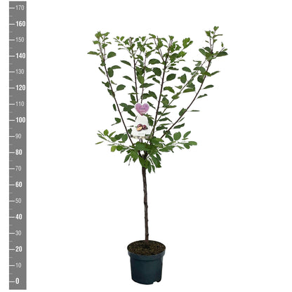 Prunus d. &