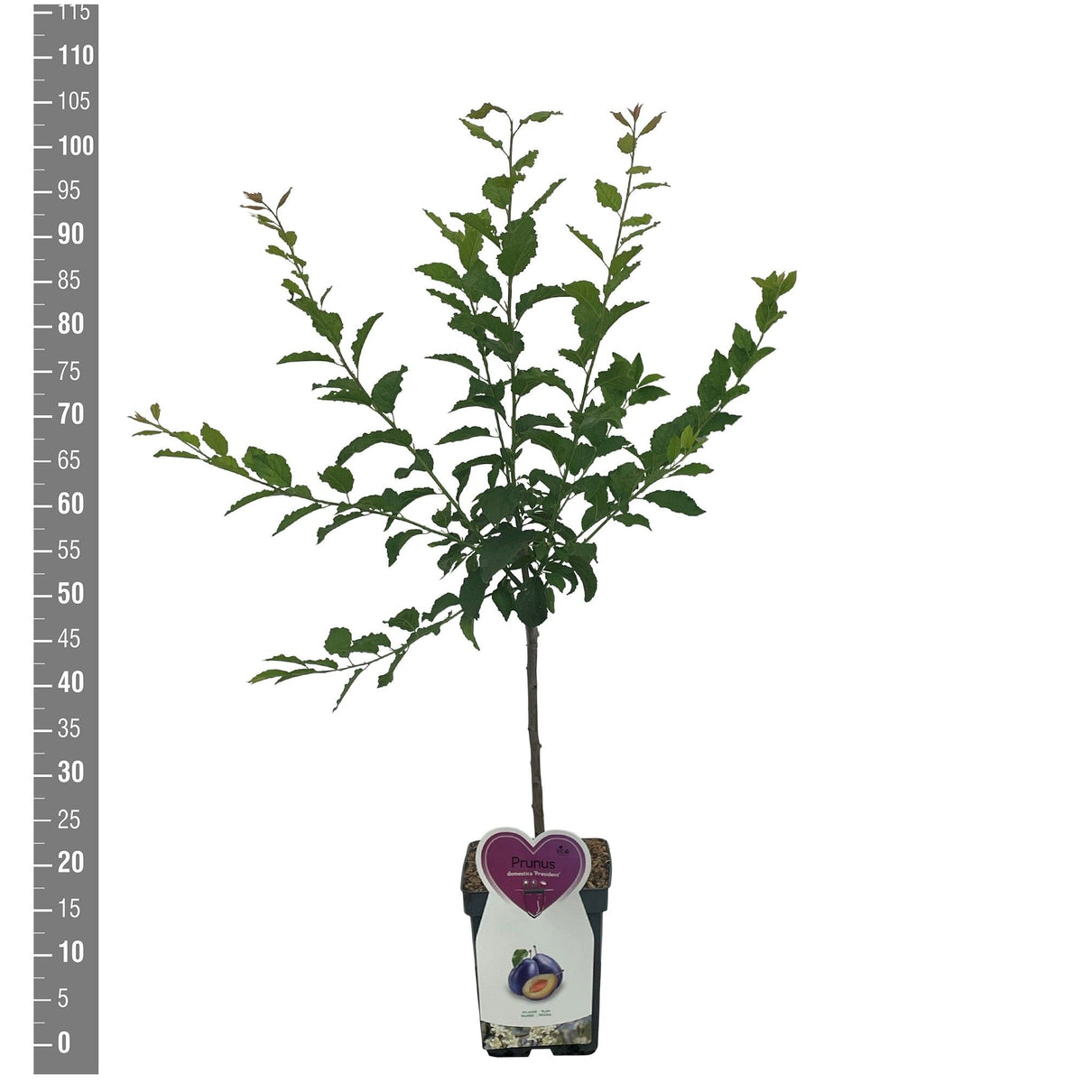 Prunus domestica &