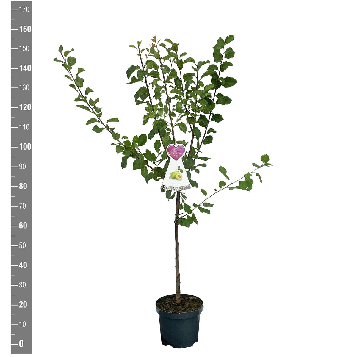 Prunus d. &