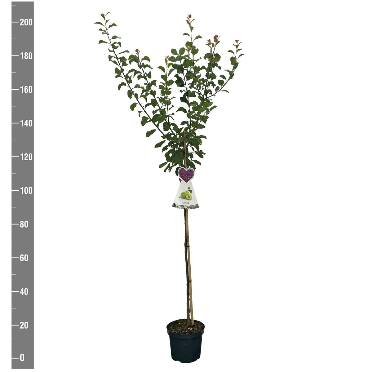 Prunus d. &