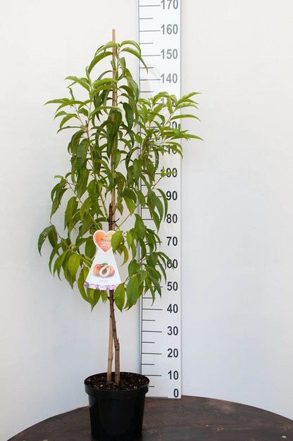 Prunus dulcis - Mandel C7,5 (7,5 liters kruka), Buskform