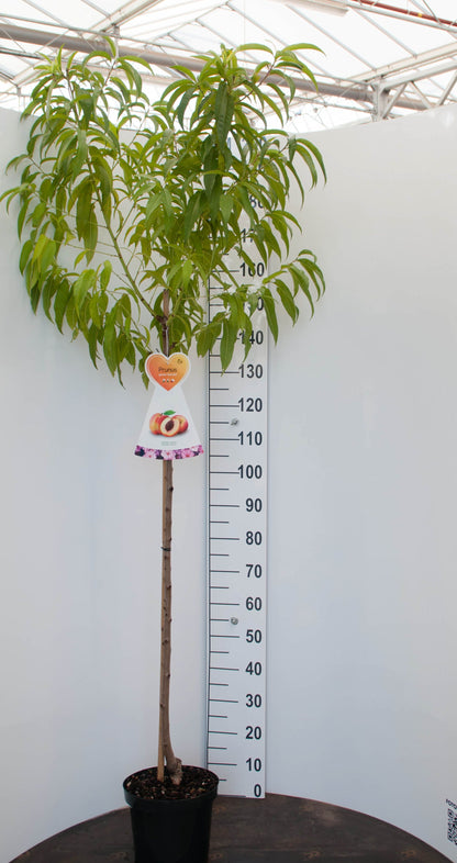 Prunus dulcis 120 cm stam C7,5 (7,5 liters kruka)
