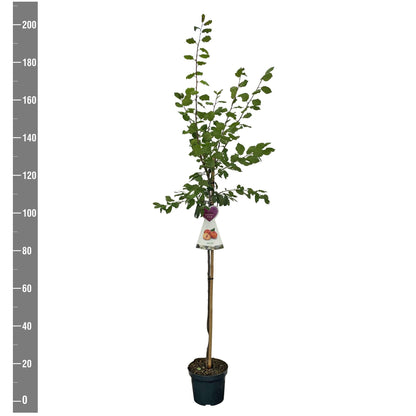 Prunus d. &