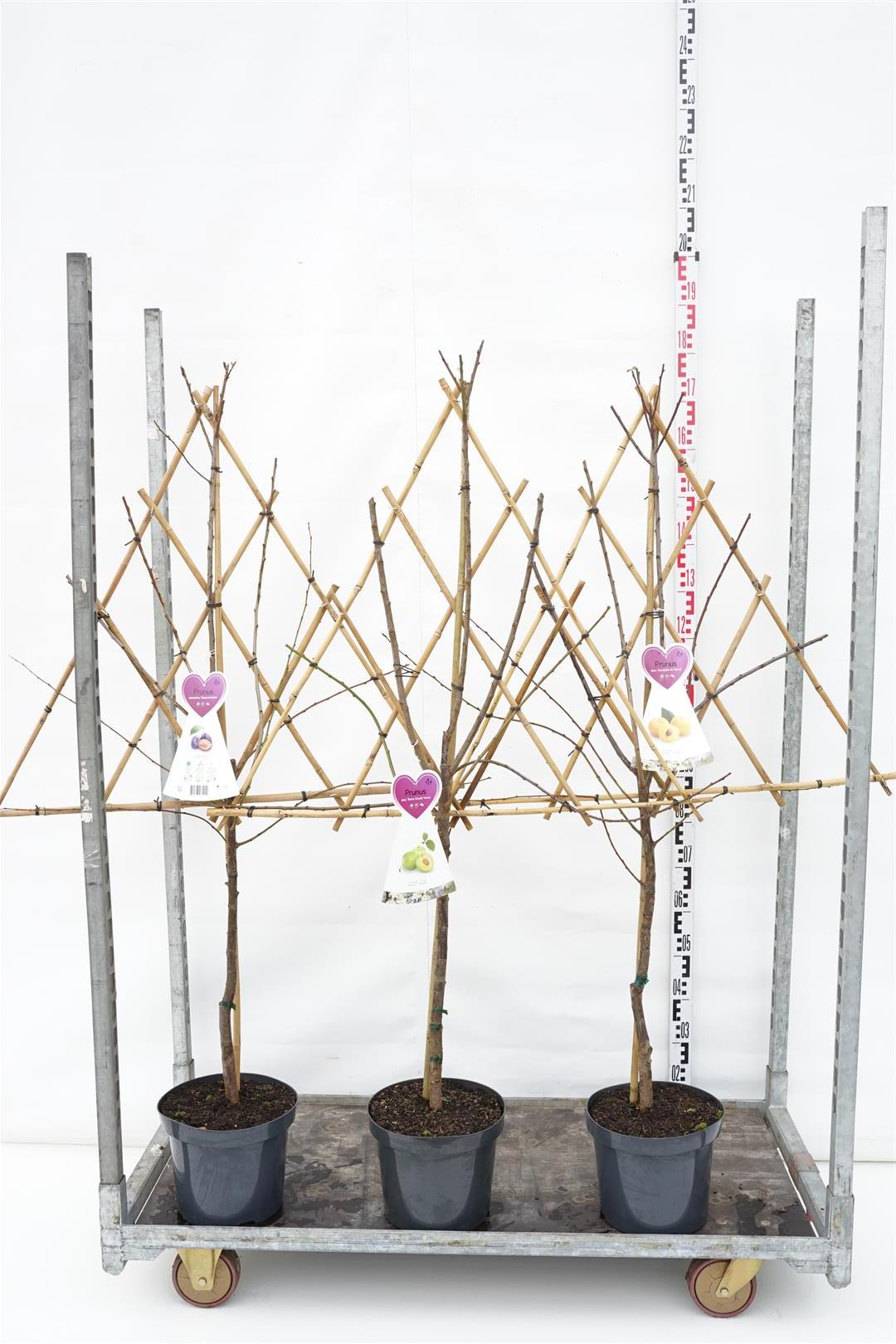 Plommon d. in cultivars/fruit - C7,5/P26 ESPALIER