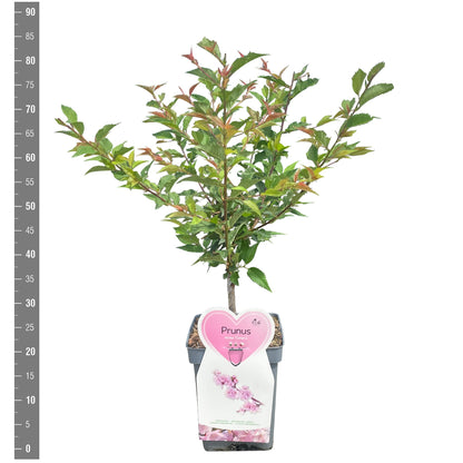 Prunus incisa &