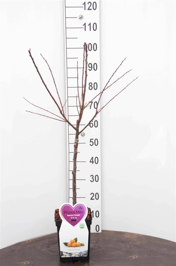 TW-2760024