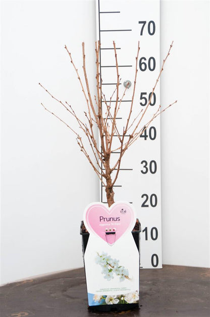 Prunus nipponica &