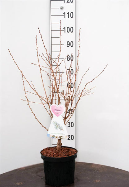 Prunus nipponica &