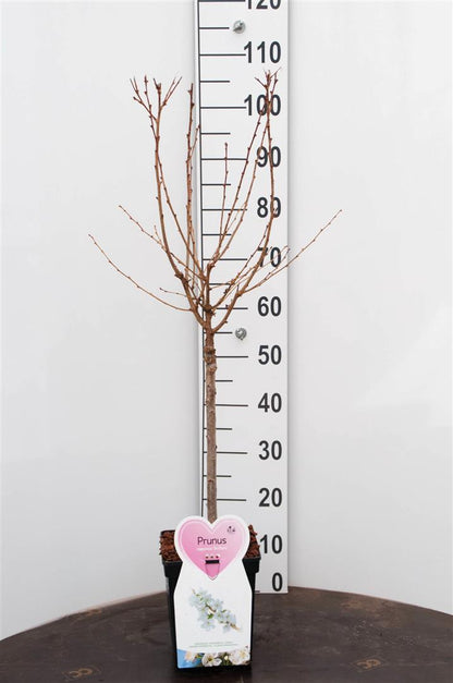 Prunus nipponica &