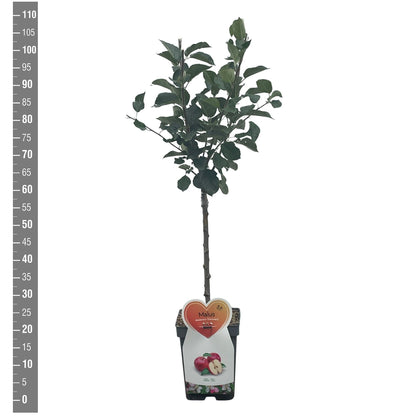 Prunus nucipersica sorter (frukt) C7,5 (7,5 liters kruka) spaljé