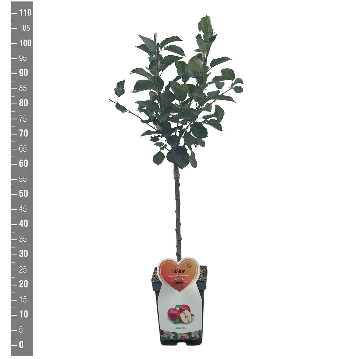 Prunus nucipersica sorter (frukt) C7,5 (7,5 liters kruka) spaljé