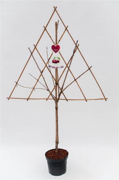 Prunus nucipersica (Nektarin) i sorter, spaljerad, C7,5 (7,5 liters kruka)