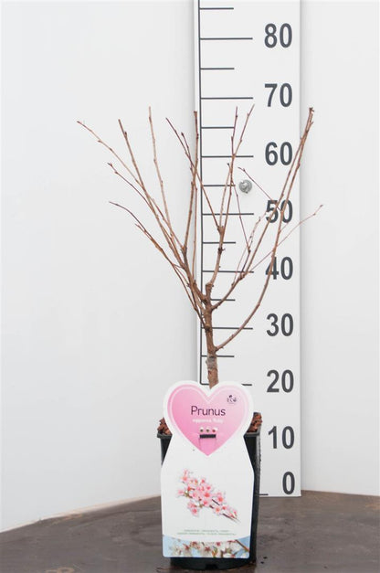 Prunus nipponica &