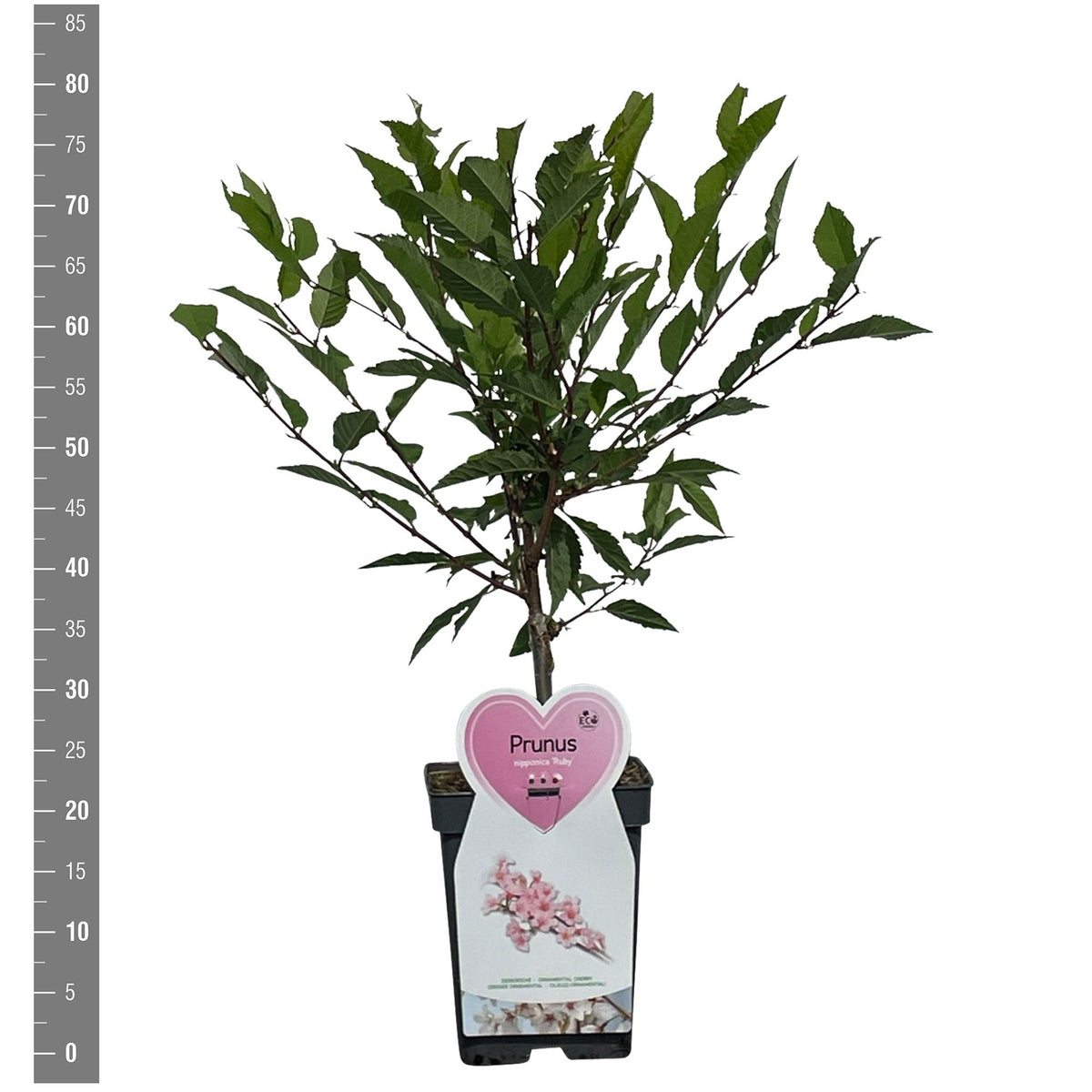 Prunus nipponica &