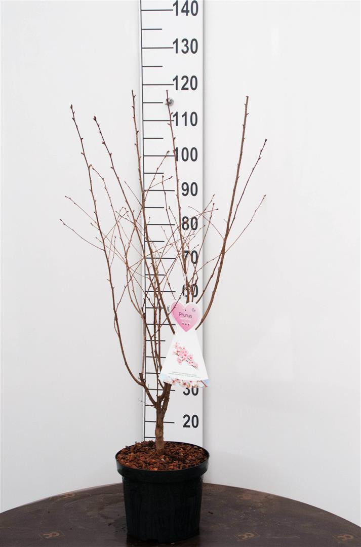 Prunus nipponica &