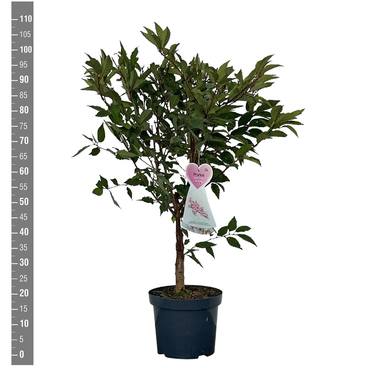 Prunus nipponica &
