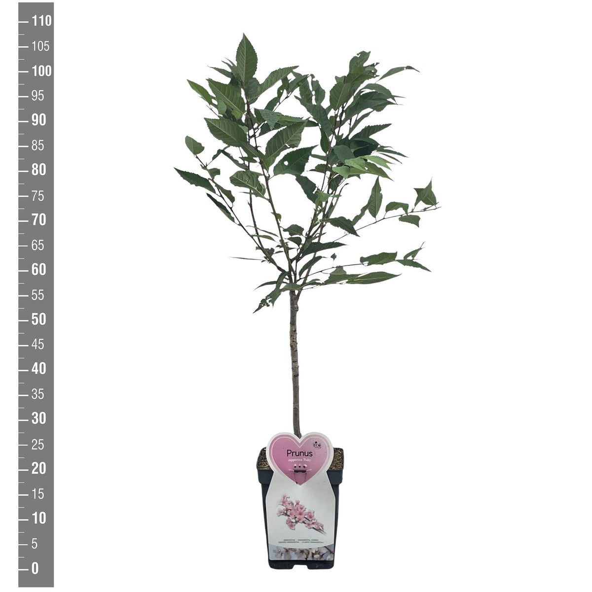 Prunus nipponica &
