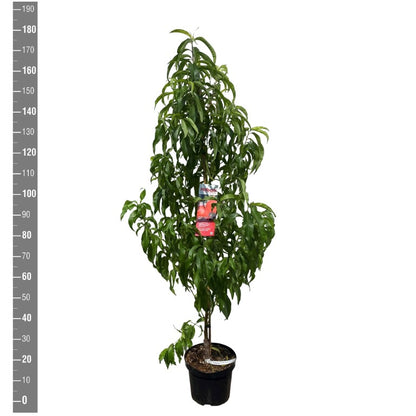 Prunus n. &