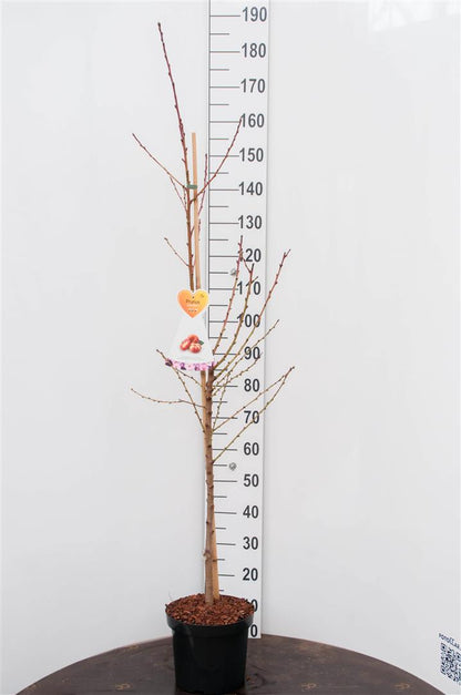Prunus p. &