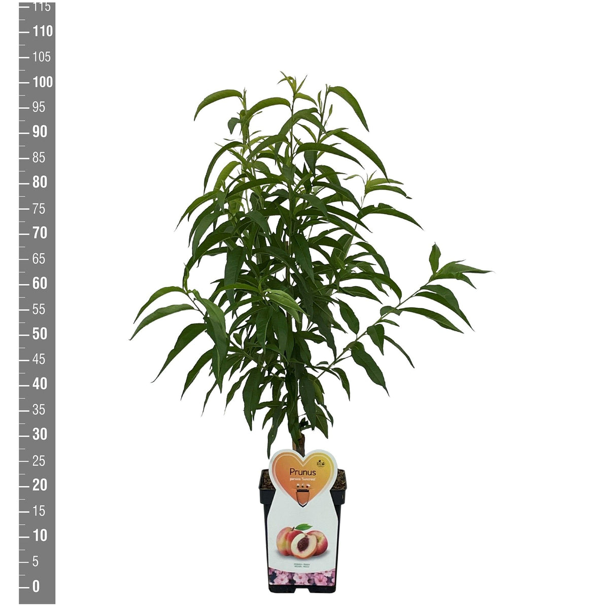 Prunus p. &