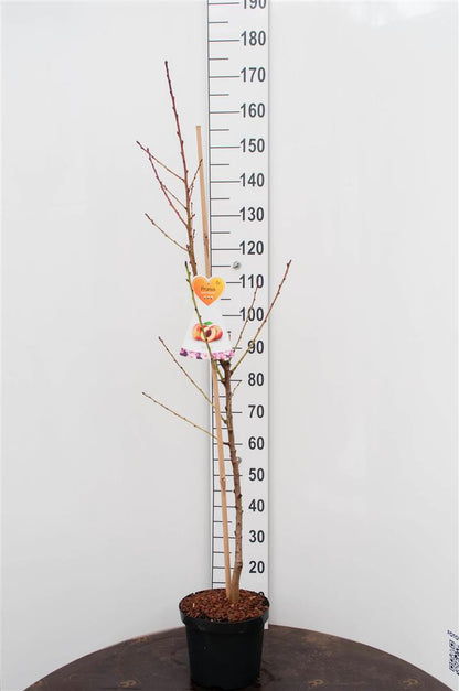 Prunus p. &
