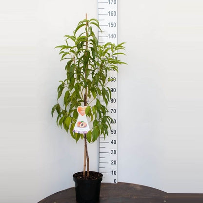 Prunus p. &