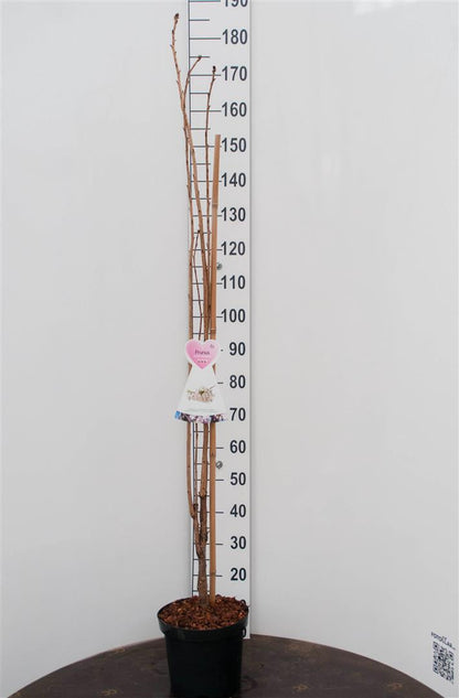 Prunus serr. &
