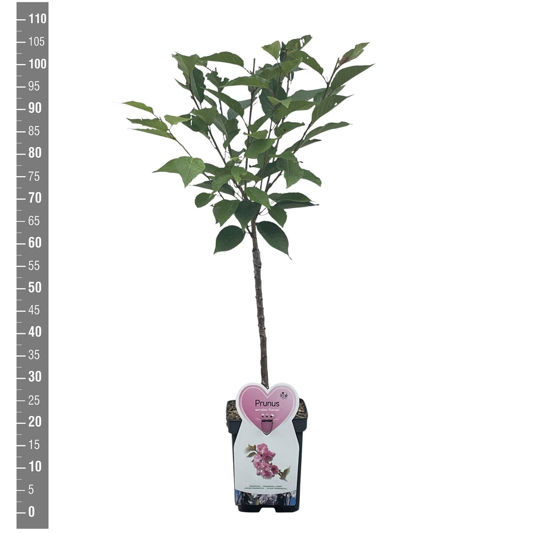 Prunus subh. &
