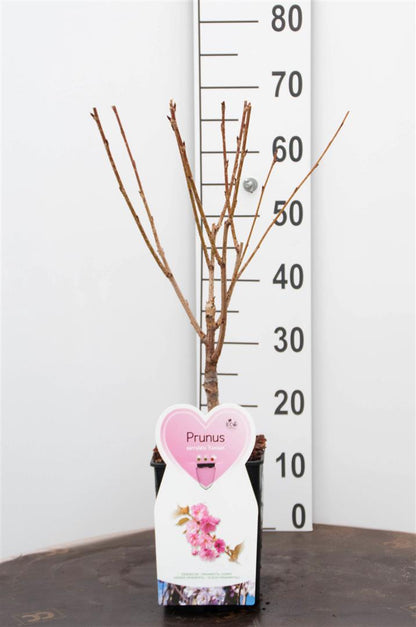 Prunus serr. &