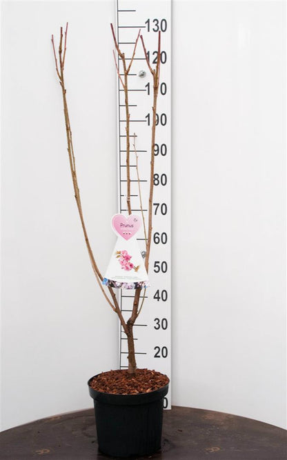 TW-2759657