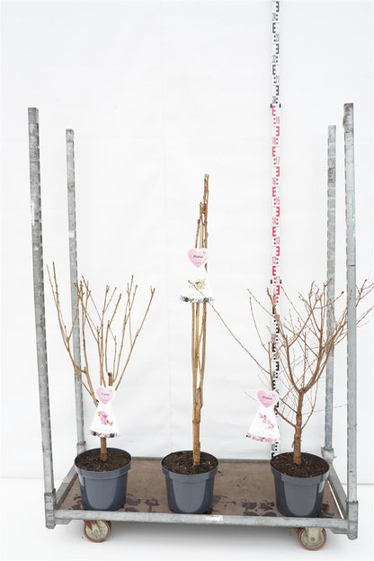 Prunus i olika sorter C7,5 (7,5 liters kruka) buske