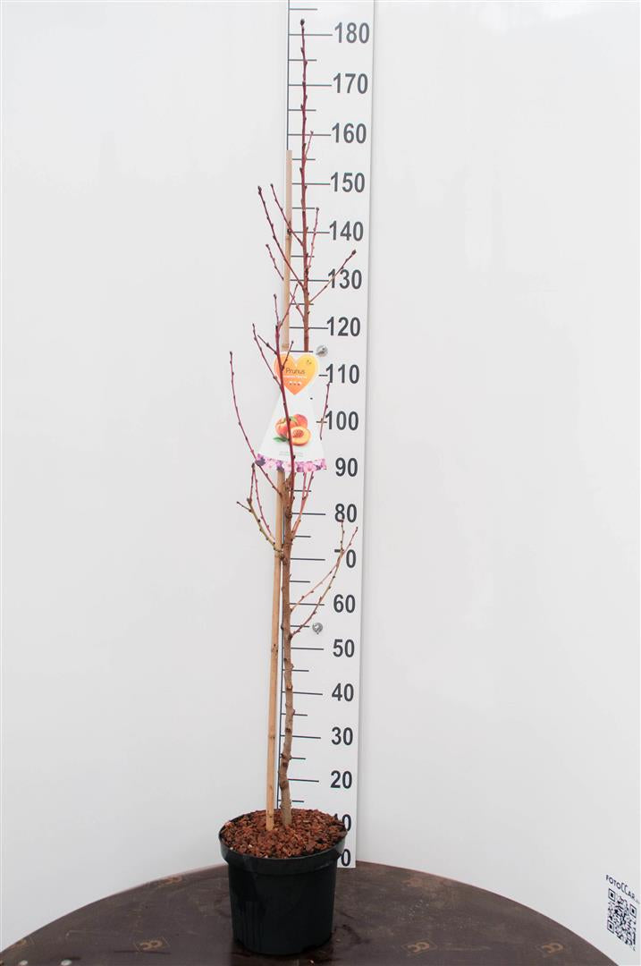 Prunus persica &