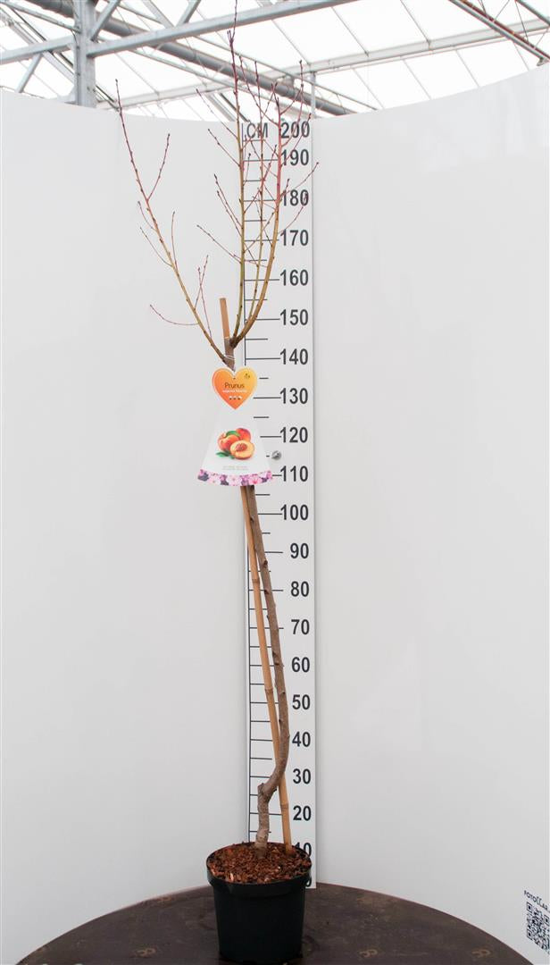 Prunus persica &