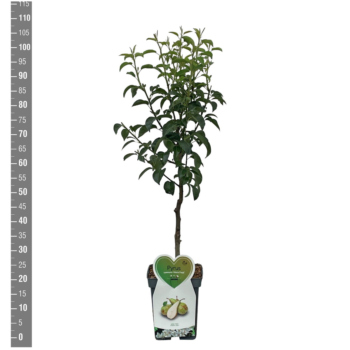 Pyrus c. &