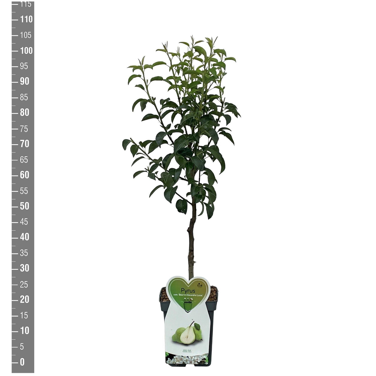 Pyrus c. &