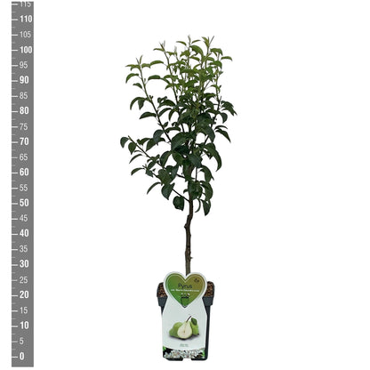 Pyrus c. &