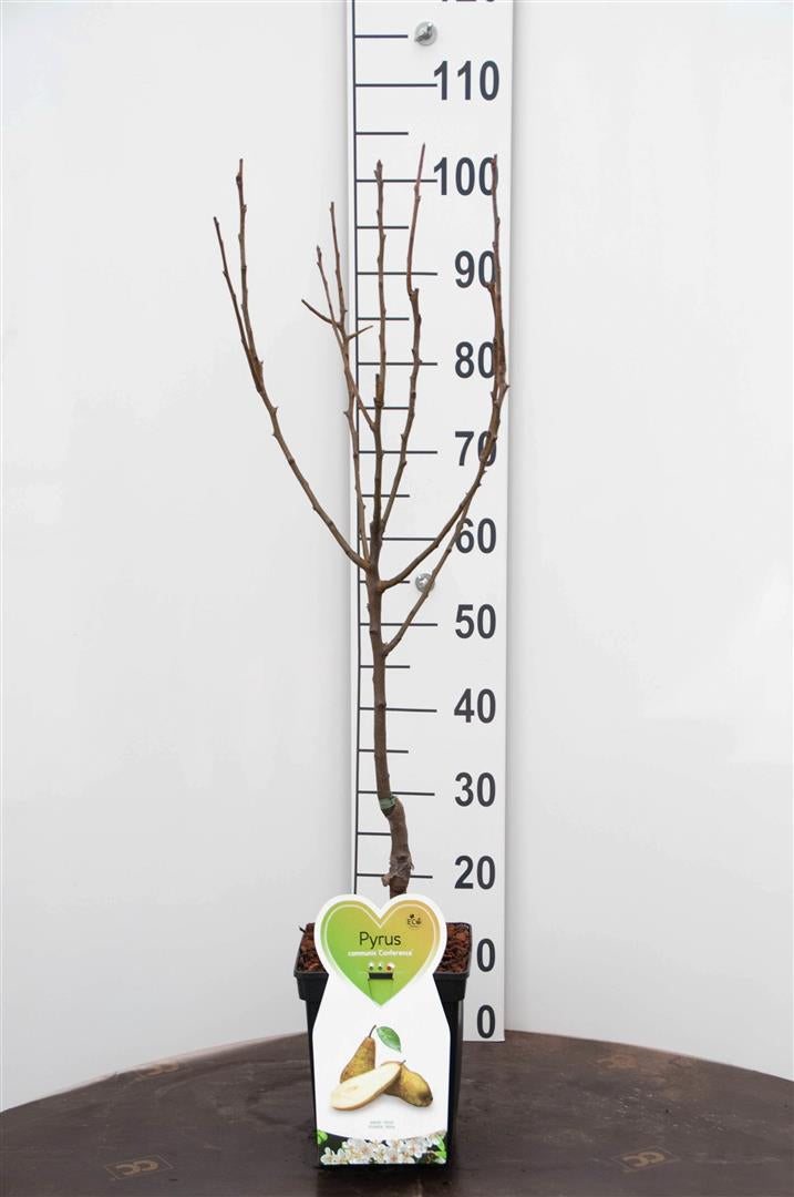 Pyrus c. &