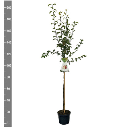 Pyrus c. &