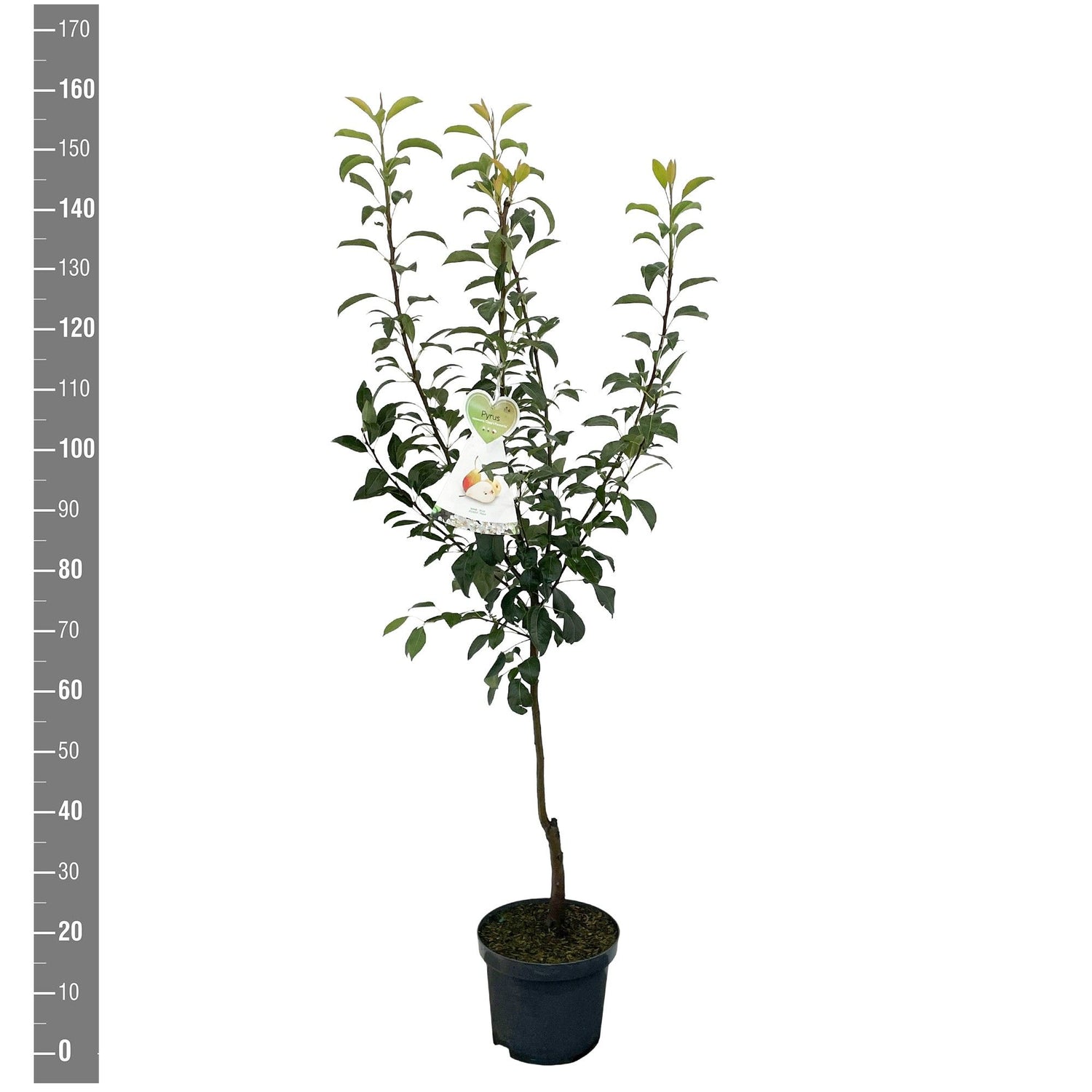 Pyrus communis &