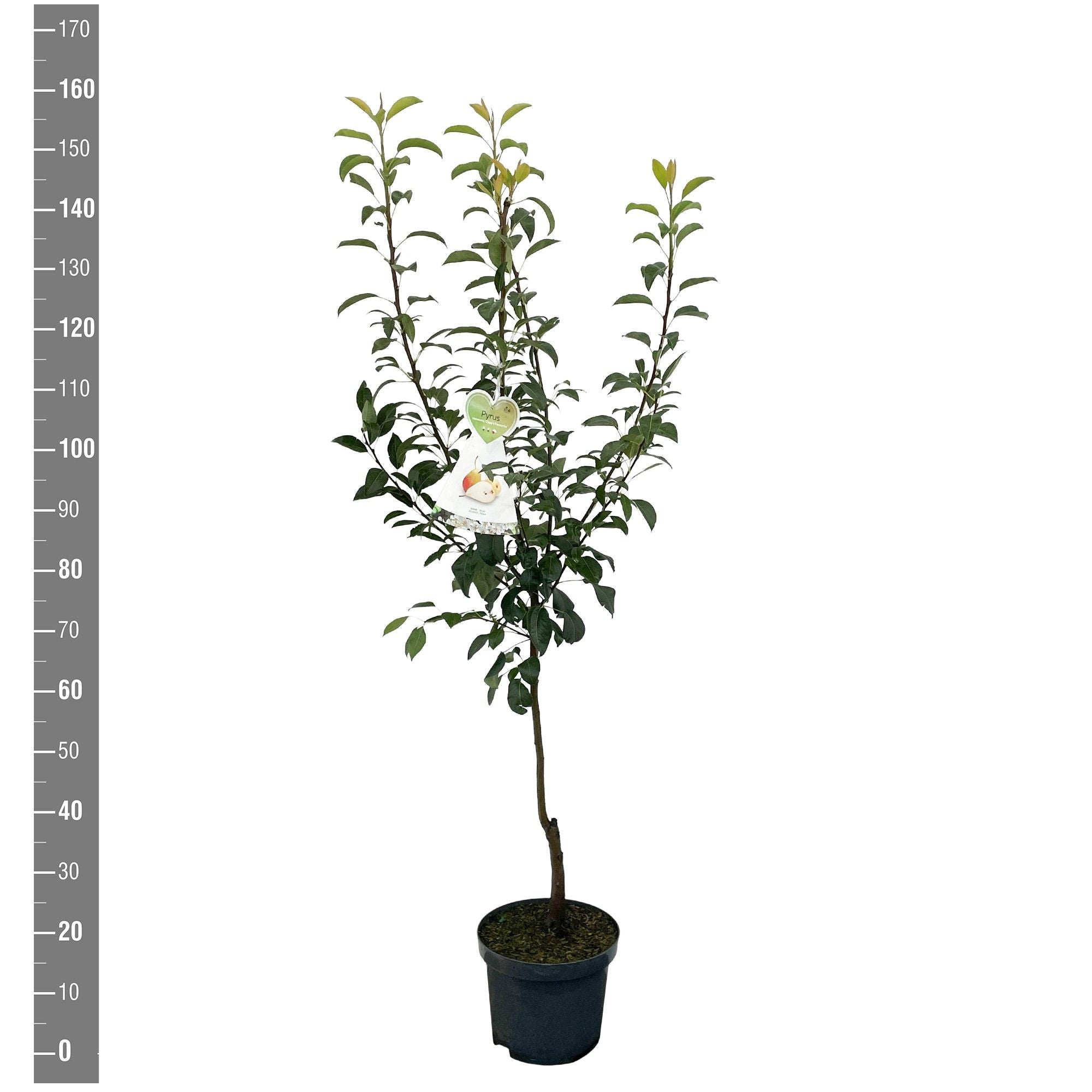 Pyrus communis &