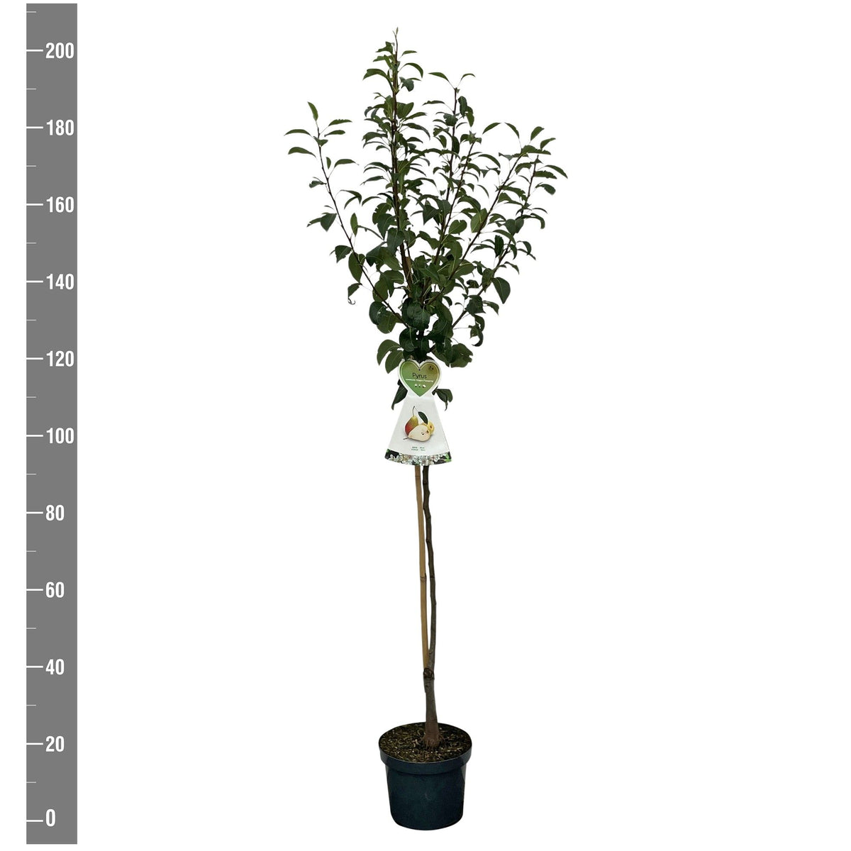 Pyrus c. &