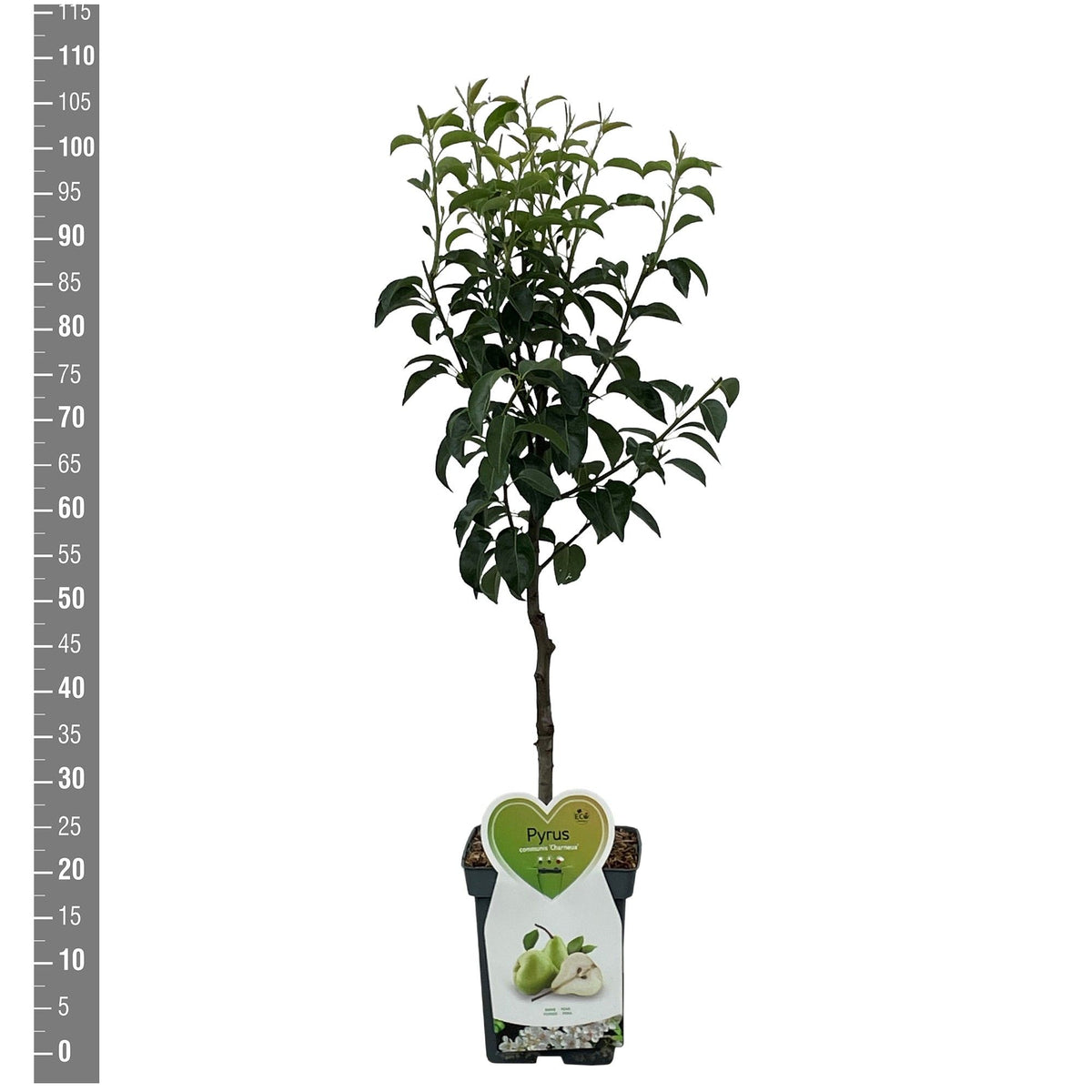 Pyrus c. &
