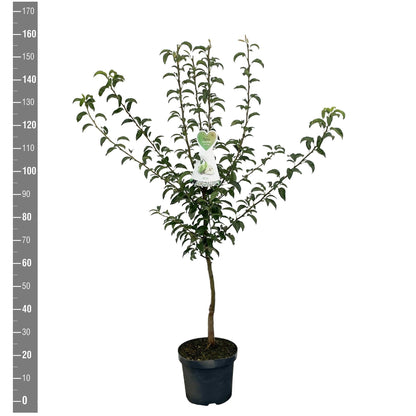 Pyrus c. &