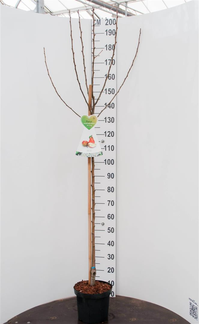 Pyrus c. &