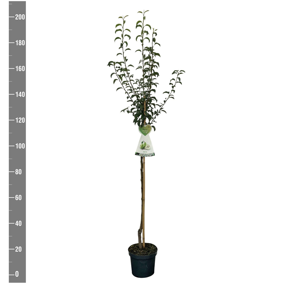 Pyrus c. &