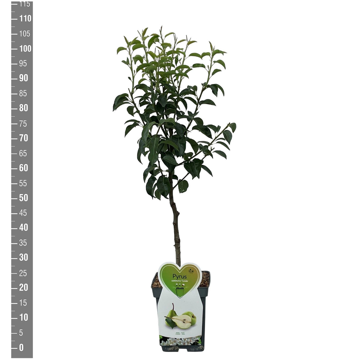Päron Pyrus c. &