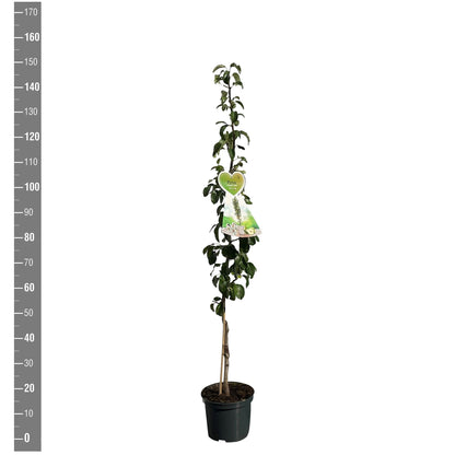 Pyrus c. &